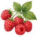 honeystickers_bibliotheque-Framboises-02